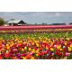 Tulipan Mix - opak. 5 szt.