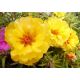 Portulaka pełna