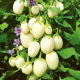 Oberżynka Golden Eggs