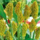 Sorgo czarne