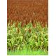 Sorgo czarne