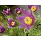 Sasanka Anemone pulsatilla - fioletowa