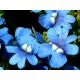 Nemezja powabna Blue Gem