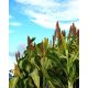 Sorgo czarne