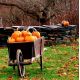 Dynia ozdobna Jack O'Lantern - jadalna