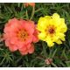 Portulaka pełna