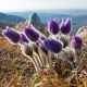 Sasanka Anemone pulsatilla - fioletowa
