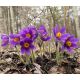 Sasanka Anemone pulsatilla - fioletowa