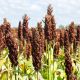 Sorgo czarne