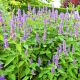 Agastache, Kłosowiec meksykański