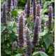 Agastache, Kłosowiec meksykański