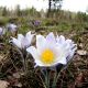 Sasanka Anemone pulsatilla - biała
