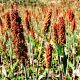Sorgo czarne