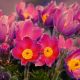 Sasanka Anemone pulsatilla - czerwona