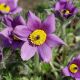 Sasanka Anemone pulsatilla - fioletowa
