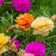 Portulaka pełna