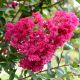 Lagerstroemia