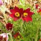 Sasanka Anemone pulsatilla - czerwona