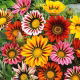Gazania lśniąca