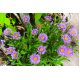 Aster alpejski - mieszanka