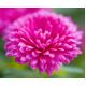 Aster karłowy Milady Rose