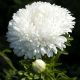 Aster - Polska Flaga