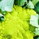 Kalafior Romanesco Natalino - o róży zielonej
