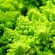 Kalafior Romanesco Natalino - o róży zielonej