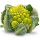 Kalafior Romanesco Natalino - o róży zielonej