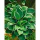 Funkia - Hosta Fortunei Francee