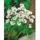 Czosnek neapolitański - Allium neapolitanum - 20 szt.