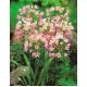 Czosnek różowy - Allium roseum - 20 szt.