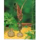 Arum Cornutum - Lilia Voodoo - oryginał w rozmiarze XL