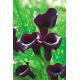 Calla Schwarzwalder