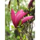 Magnolia ciemnoróżowa - Susan