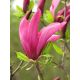 Magnolia ciemnoróżowa - Susan