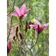 Magnolia ciemnoróżowa - Susan