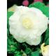 Begonia pełna - biała - 2 szt.