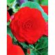 Begonia pełna - czerwona - 2 szt.