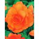 Begonia pełna - pomarańczowa - 2 szt.