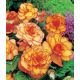 Begonia - Picotee Yellow - żółto-pomarańczowa - 2 szt.