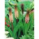 Eucomis comosa - Eukomis czubaty - 2 szt.