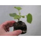 Pęczniejąca doniczka torfowa - GrowBlock - 80x80 mm - 12 szt.