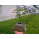 Pęczniejąca doniczka torfowa - GrowBlock - 80x80 mm - 12 szt.