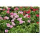 Pelargonia - mieszanka kolorów