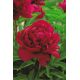 Piwonia, Paeonia - Madame Gaaudichau - sadzonka