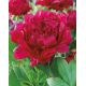 Piwonia, Paeonia - Felix Crouse - sadzonka