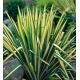 Juka karolińska - Yucca Golden Sword - 1 szt.