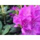 Rododendron liliowo-różowy, Rhododendron wielkokwiatowy - English Roseum - sadzonka