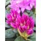 Rododendron liliowo-różowy, Rhododendron wielkokwiatowy - English Roseum - sadzonka